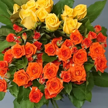 カジュアル 20本