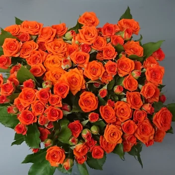 スプレー薔薇 カジュアル 40本 生花