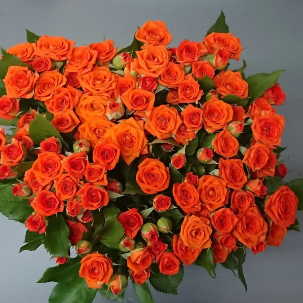 スプレー薔薇 カジュアル 40本 生花